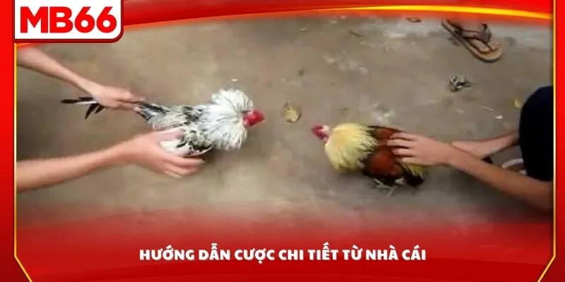 Hướng dẫn cược chi tiết từ nhà cái