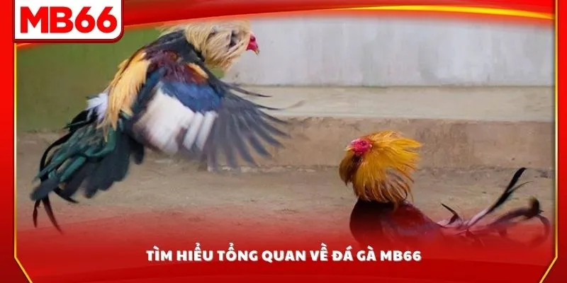 Tìm hiểu tổng quan về đá gà MB66