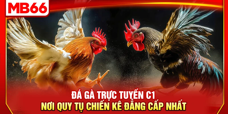 Đá Gà Trực Tuyến C1 – Nơi Quy Tụ Chiến Kê Đẳng Cấp Nhất