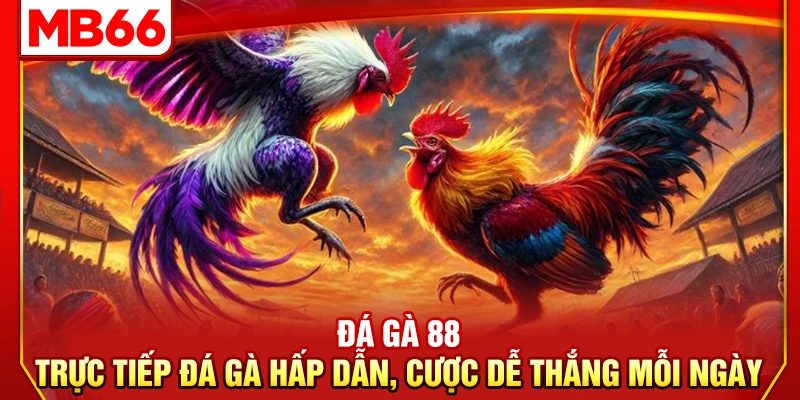 Đá Gà 88 – Trực Tiếp Đá Gà Hấp Dẫn, Cược Dễ Thắng Mỗi Ngày