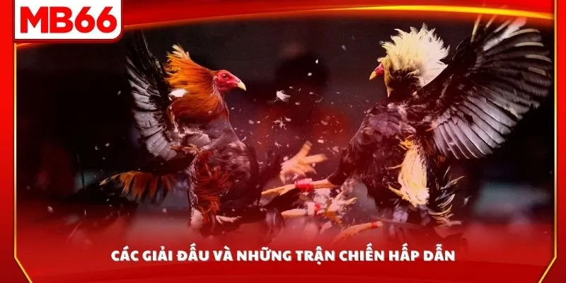 Các giải đấu và những trận chiến hấp dẫn