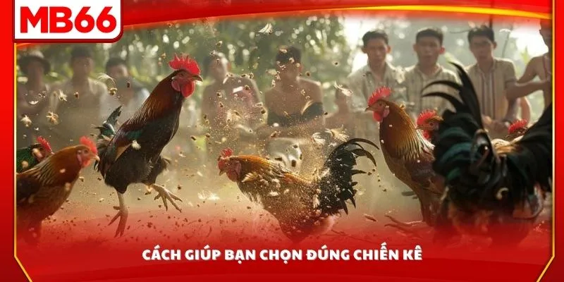 Cách giúp bạn chọn đúng chiến kê