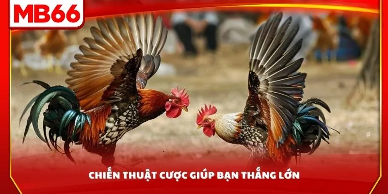 Chiến thuật cược giúp bạn thắng lớn