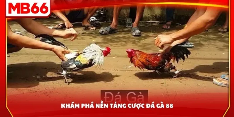 Khám phá nền tảng cược đá gà 88