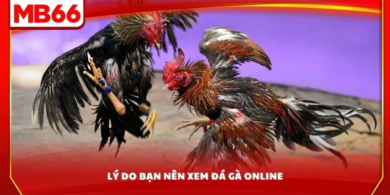 Lý do bạn nên xem đá gà online