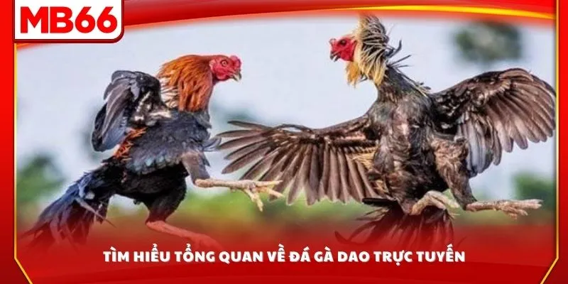 Tìm hiểu tổng quan về đá gà dao trực tuyến